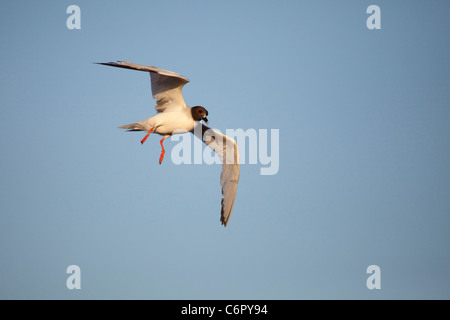 Swallow-tailed Gull (Creagrus furcatus) coming in for landing Stock Photo