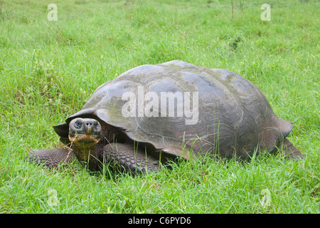 Galapagos Giant Tortoise (Chelonoidis nigra), largest living species of tortoise Stock Photo