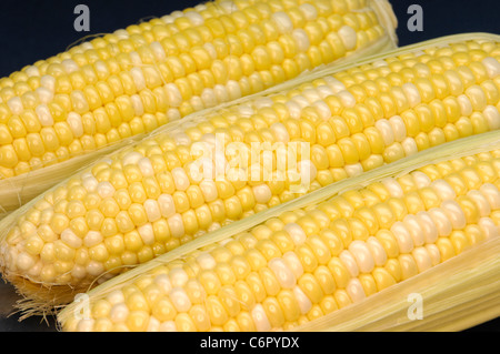 Three ears of corn closeup artistic food background Stock Photo