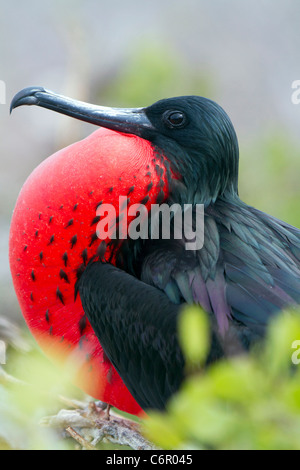 Male Magnificent Frigate bird (Fregata magnificens) displaying his red pouch at North Seymour, Galapagos Islands, Ecuador Stock Photo