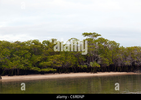 Mangroves and sandy beach at Black Turtle Cove, Galapagos Islands, Ecuador Stock Photo