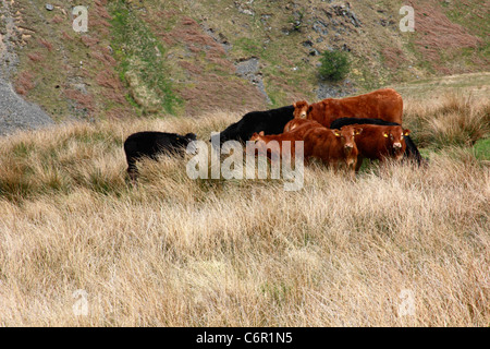 Welsh cattle grazing outdoors Stock Photo