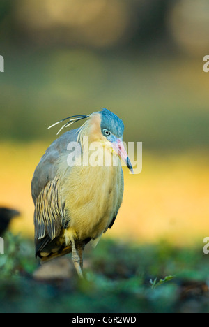 Whistling heron Stock Photo