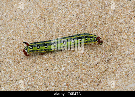 Barbary Spurge Hawk Moth Larvae, Hyles tithymali tithymali, Sphingidae. Sand Dunes, Corralejo National Park, Fuerteventura. Stock Photo