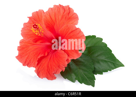 Red hibiscus flower Stock Photo