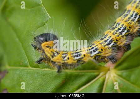 Buff-tip moth caterpillar (Phalera bucaphala) Stock Photo