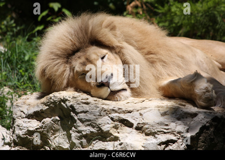 Sleeping Lion on Rock Stock Photo