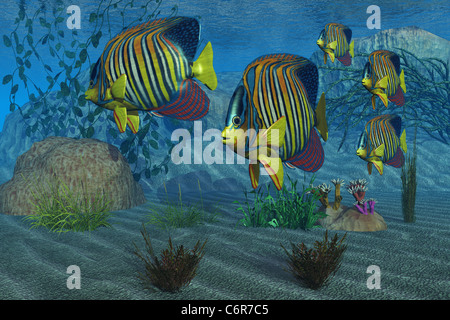 Beautiful Royal Angelfish shimmer with their gorgeous colors near a coral reef. Stock Photo