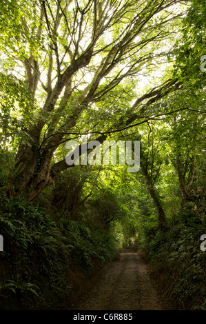 An ancient Holloway shaded by trees. A sunken lane eroded deeper over centuries by the footsteps of travellers and their animals. Dorset, England, UK. Stock Photo