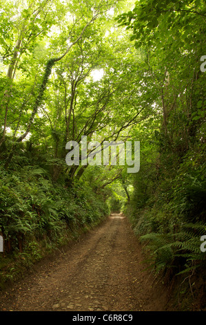 An ancient Holloway shaded by trees. A sunken lane eroded deeper over centuries by the footsteps of travellers and their animals. Dorset, England, UK. Stock Photo