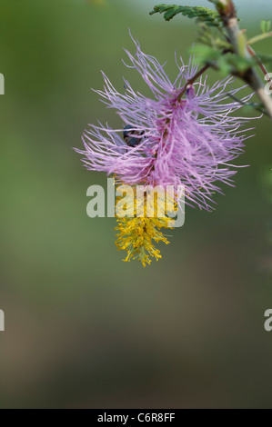 A fully blown sickle bush on a bright sunny day Stock Photo