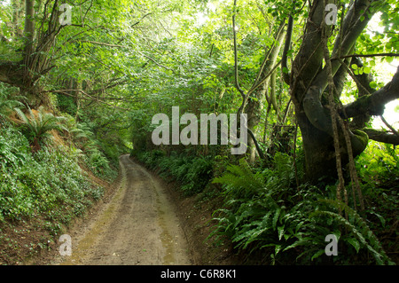 An ancient Holloway shaded by trees. A sunken lane eroded deeper over centuries by the footsteps of travellers and their animals. Dorset, England, UK. Stock Photo