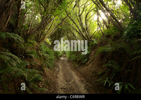 An ancient Holloway shaded by trees. A sunken lane eroded deeper over centuries by the footsteps of travellers and their animals. Dorset, England, UK. Stock Photo