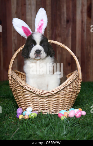 Saint Bernard Puppy Wearing Bunny Ears Stock Photo