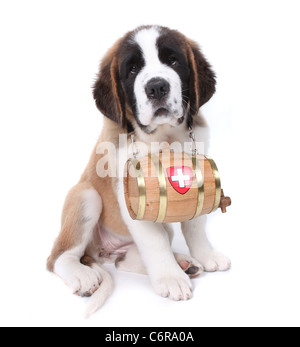 Adorable Saint Bernard Puppy Portrait Stock Photo