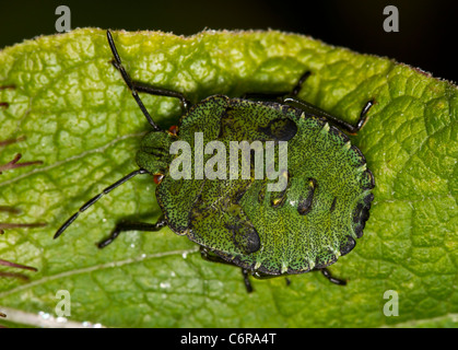 Final instar nymph of the green shieldbug (Palomena prasina) Stock Photo