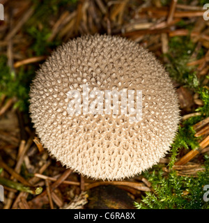 Lycoperdon perlatum (common, warted or gem-crusted puffball, or Devil's snuffbox). Stock Photo