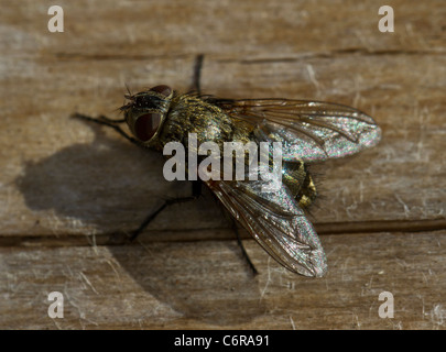Cluster fly (Pollenia rudis), female, sitting on a log Stock Photo