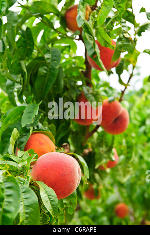 Ripe peaches ready to pick on tree branches Stock Photo