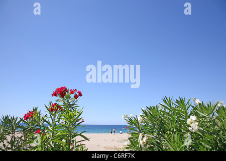 On the beach with Oleander Stock Photo