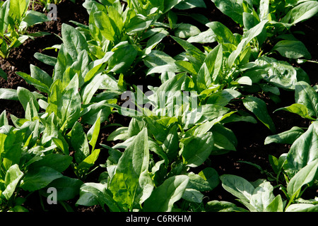 Vegetable plot of spinach (Spinacia oleracea), vegatable garden. Stock Photo