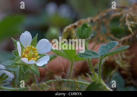 A Barren Strawberry plant showing open flower and flower bud. Stock Photo