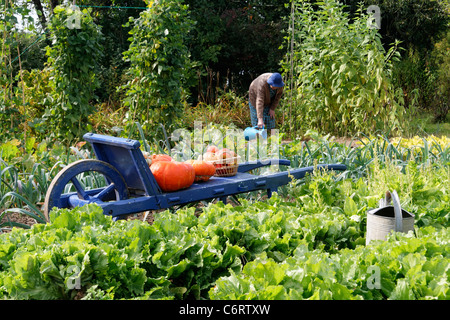 Mixed beds of salads (Endive, Escarole,), wheelbarrow with pumpkins, grandmother watered plants. Stock Photo