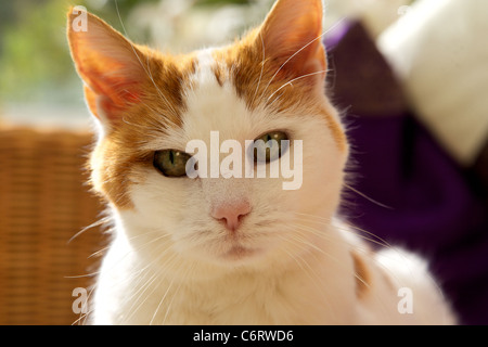 Close up of a cat looking at the camera Stock Photo