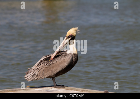Brown Pelican (Pelecanus occidentalis) preening