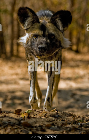 African Wild Dog, Painted Dog, Hunting Dog, Devil Dog.  Hwange National Park Zimbabwe, endangered status in Africa. Stock Photo