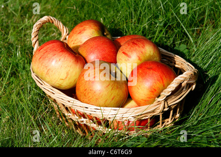 Apples in a basket (Malus domestica) on the grass,  variety : Reine des reinettes. Stock Photo