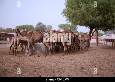 Bikaner Camel breeding farm in Rajasthan Stock Photo