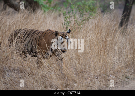 Bengal tiger in Ranthambhore national park Stock Photo