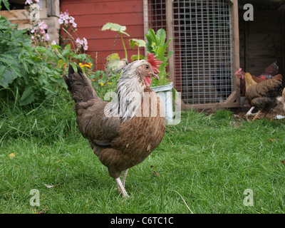 Silver Grey Dorking chicken in back garden. UK Stock Photo