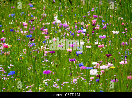 Bachelor button (Corn Flower) flower field as a background... Stock Photo