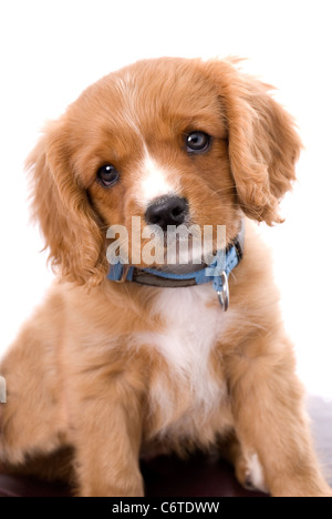 A very cute six week old King Charles Cavalier Spaniel puppy tilting his head in a quizical way against a 255 white background. Stock Photo