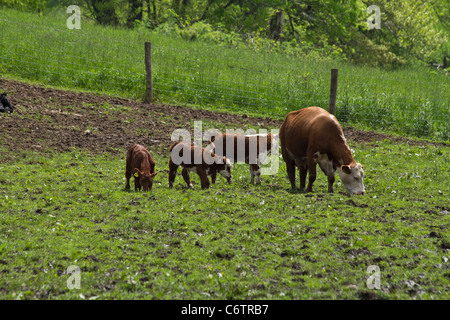 Malabar Farm State Park with domestic animals in Ohio USA US rural landscape nature inspired nobody green grassland photos picture horizontal hi-res Stock Photo