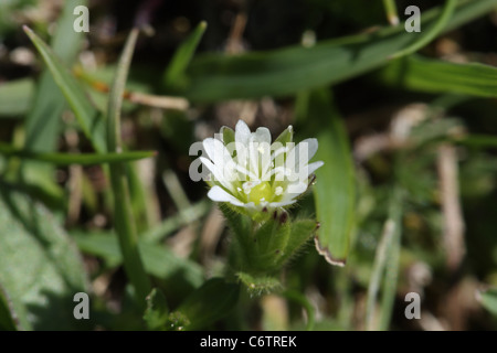 Common mouse-ear chickweed, Cerastium fontanum Stock Photo