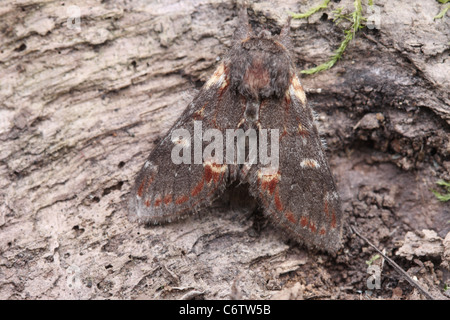 Iron Prominent  Moth, Notodonta dromedarius Stock Photo