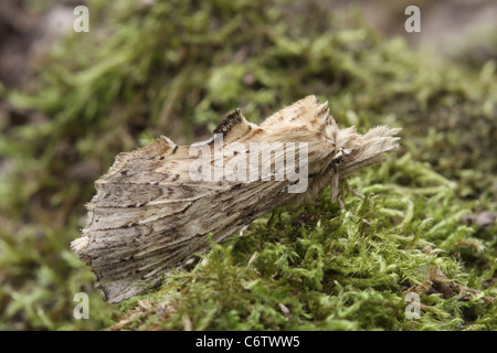 Pale Prominent Moth, Pterostoma palpina Stock Photo
