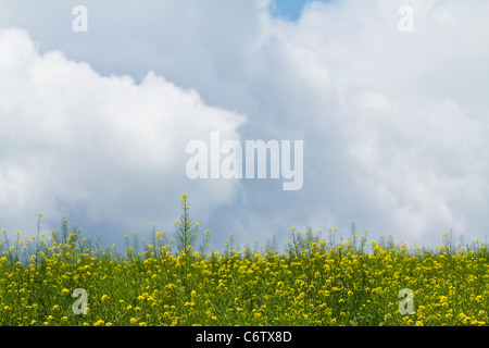 White Mustard Sinapis Albabeautuful rural landscape with yellow flowers outside horizon from below nobody photos background in USA  hi-res Stock Photo
