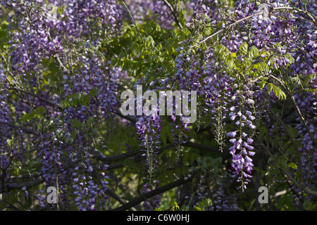 Japanischer Blauregen (Wisteria floribunda 'Blue Dream' Stock Photo - Alamy