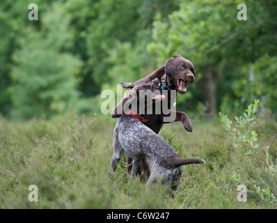 Chocolate lab 2024 german shorthair