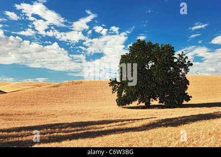 Solitary tree stands among the summer golden wheat fields of eastern Washington’s Palouse Country and Whitman County. Stock Photo