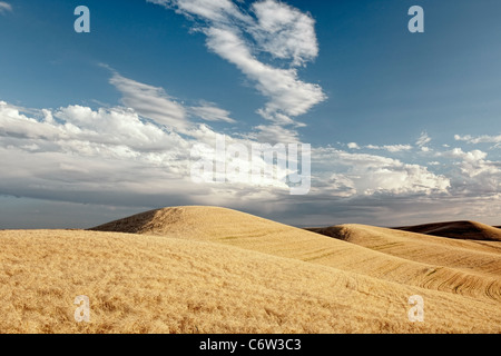 Evening clouds pass over the golden wheat fields of summer in eastern Washington’s Palouse Country and Whitman County. Stock Photo