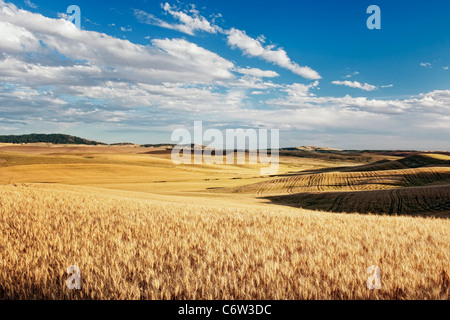 Late afternoon summer clouds pass over the wheat fields of eastern Washington’s Palouse Country and Whitman County. Stock Photo