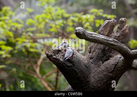 Java Sparrow (Padda oryzivora) Perched on a tree branch in the Hong Kong Aviary Stock Photo