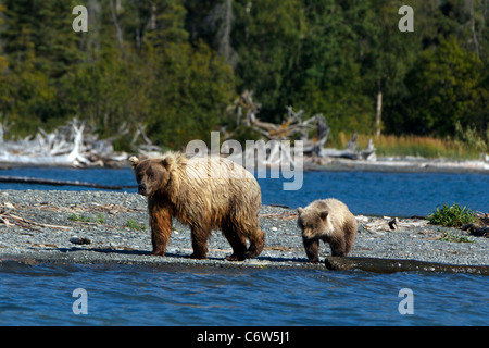 North American brown bear sow and cub walking along Skilak Lake, Kenai National Wildlife Refuge, Alaska, United States Stock Photo