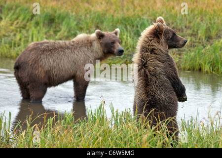 North American brown bear sow and cub standing in creek, Lake Clark National Park, Alaska, United States Stock Photo