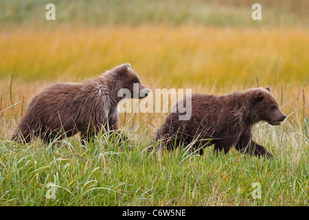 North American brown bear, cubs walking through a field, Lake Clark National Park, Alaska, United States of  America Stock Photo